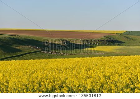 Flock of sheep on a hill between rape field and clear blue sky