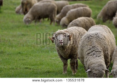 Sheep grazing on hills full of green grass