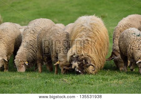 Sheep and ram grazing on hills full of green grass