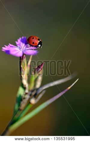 Ladybug isolated on a flower with green background