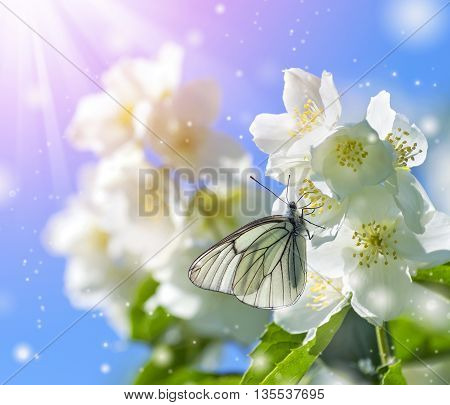 Butterfly on branch of jasmine in the sunshine