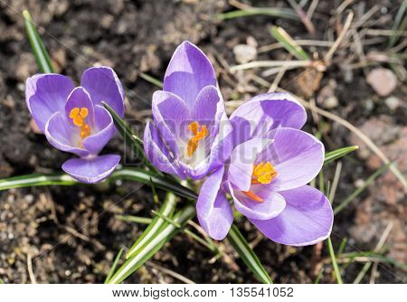 Crocus -blomming spring flowers.