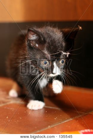 Kitty