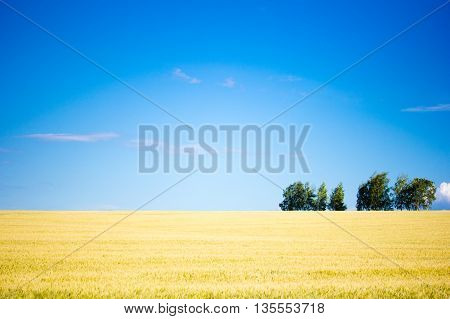 Summer Landscape with Wheat Field and Clouds