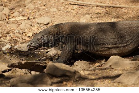 Komodo Dragon, the largest lizard in the world, Komodo Natinal Park, Indonesia