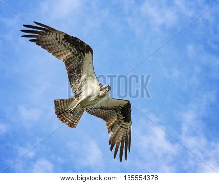 an osprey searching for food flying in the sky