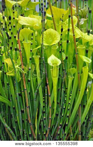 Green lobster pot pitcher plants and scouring rush