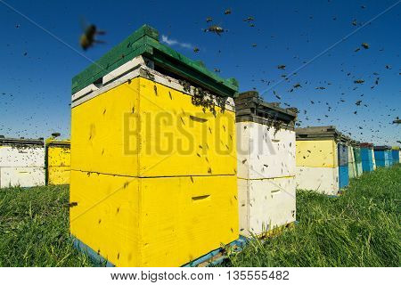 Horizontal front view of a row of colored beehives aligned in a field with bees swarming around