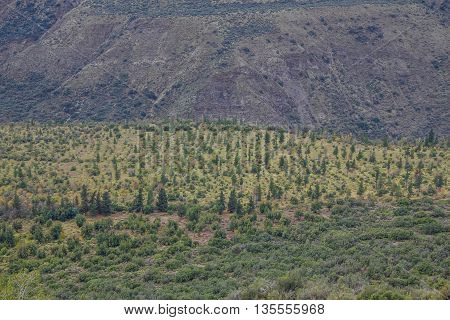 San Alfonso Valley, Trail In The  Mountain