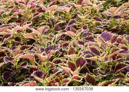 beautiful Solenostemon scutellaides plants in nature garden