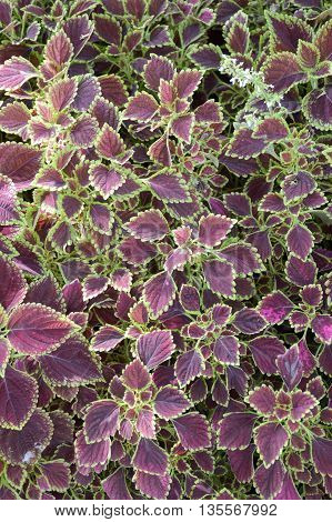 close up Solenostemon scutellaides plants in nature garden