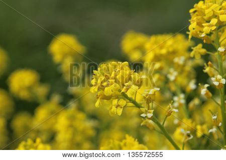 Macro Of The Blossoms Of Herb Barbara (barbarea Vulgaris)