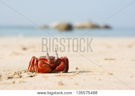 The Big Red Crab Sitting On The Sand