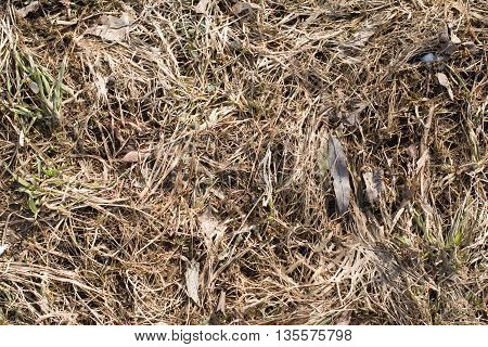 Dry grass after the snow melts and young grass