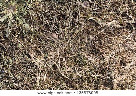 Dry last years grass at spring with young grass