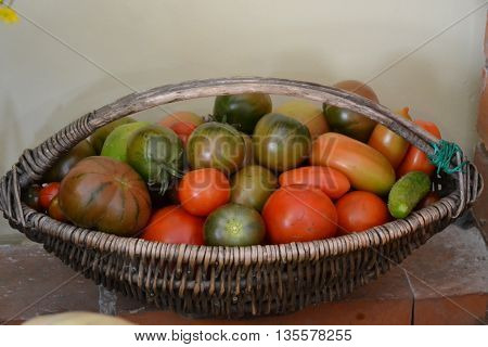 basket with different varieties of tomatoes. still life