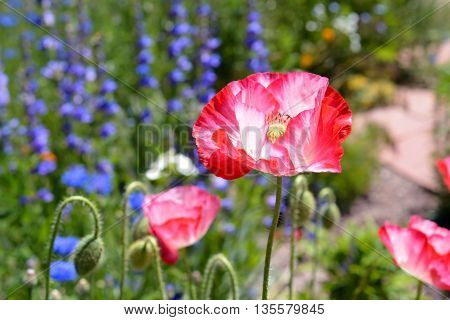 Pink Poppy Blooms in A Wildflower Field