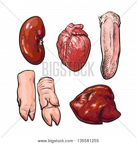 Pork offal, sketch narisovany by hand, isolated set of pig organs, animal by-products on a white background, Sven fresh meat subrodukty ungulate, realistic illustration