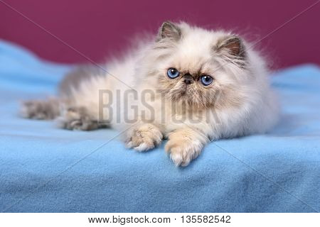 Cute blue-cream colorpoint persian kitten is lying on a blue bedspread in front of a purple wall background
