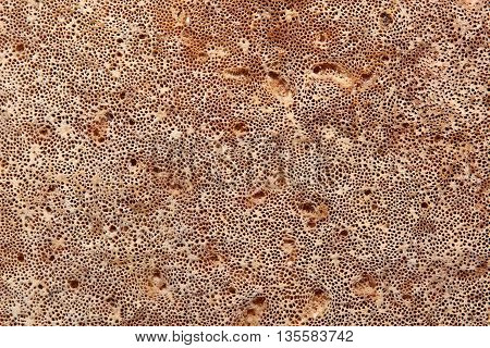Macro Shot Of The Lower Side Of The Birch Polypore (piptoporus Betulinus) Fungus