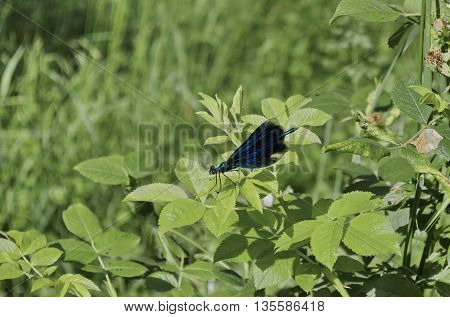 Blue odonata or dragonfly on green leaf, Sofia, Bulgaria