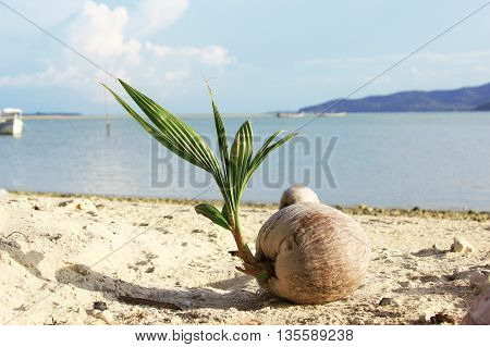 coconut that grows (young coco palm) near sea on the sand