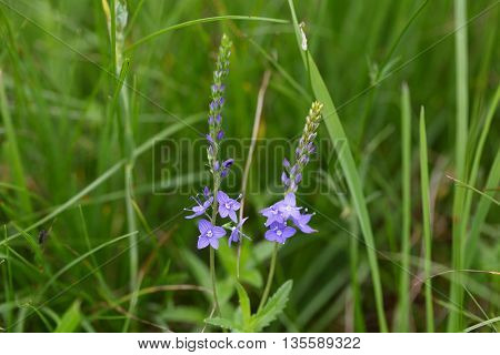 Flowers of a Veronica teucrium in a meadow