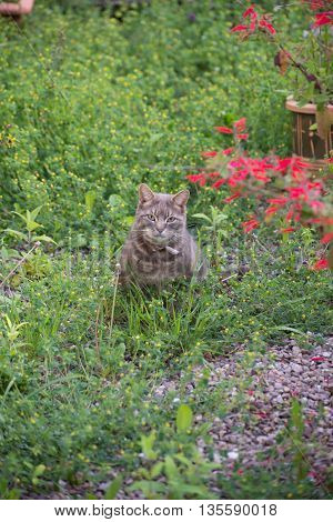 Gray cat in green field, looking directly at camera, dash of red in background