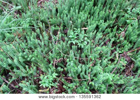 green brushwood of Hypnum cupressiforme in the forest