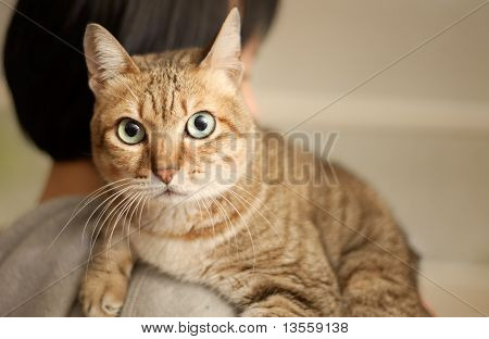 Unschuldige Katze