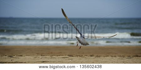 Seagull bird showing wing spread in flight on blue sky background