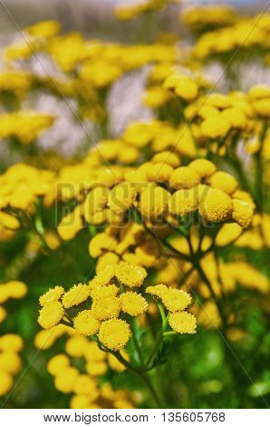 Tansy tanacetum vulgare. Wild herbs. Yellow flowers