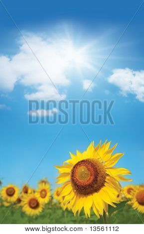 girasole