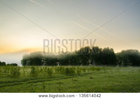 thick morning fog in the summer forest. thick morning fog in the forest at pond. Morning landscape in summer thick fog. dense fog in the morning. early morning. forest hiding in the fog.