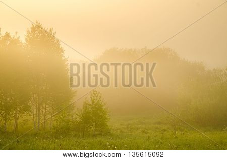 thick morning fog in the summer forest. thick morning fog in the forest at pond. Morning landscape in summer thick fog. dense fog in the morning. early morning. forest hiding in the fog.
