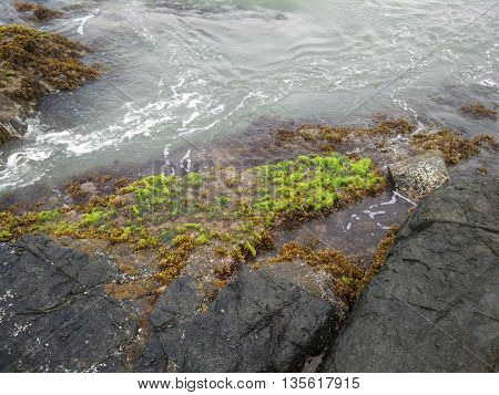 green alga on the stone, reusam island, aceh jaya