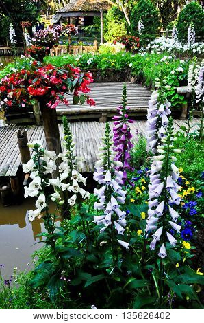 Beautiful of flower at Doi-tung Chairai Thailand