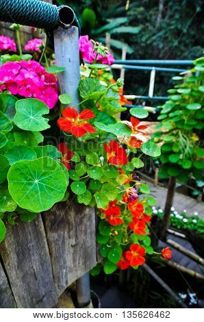 Many of flower in Doi-tung Chairai Thailand