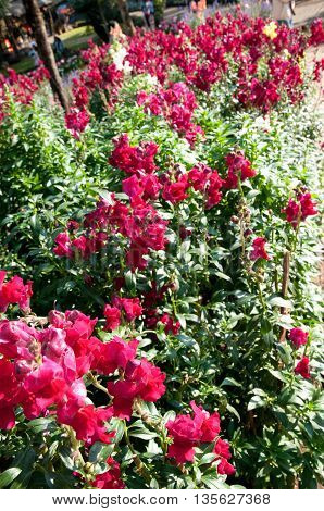 Many of flower Doi-tung at Chairai Thailand