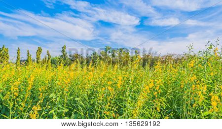 Sunhemp Flower