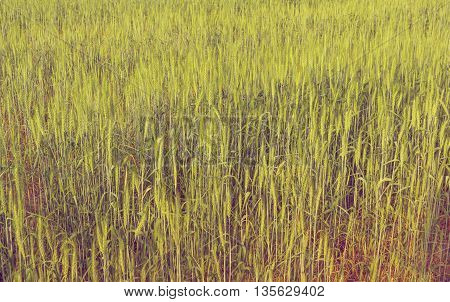 Green Barley Field