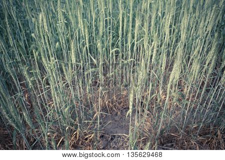 Green Barley Field