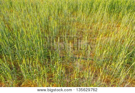Green Barley Field