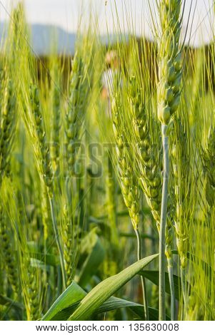 Green Barley Field