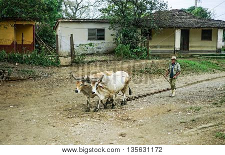 Valle de los Ingenios Trinidad Cuba - January 14 2016: in the village next to Slave Tower Manaca Iznaga which is preserved from Cuba's past when slavery was legal a Man using oxen to haul railway sleepers.