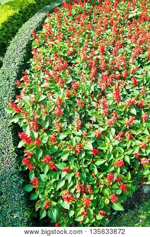 Ornament from bushes and flowers, beautiful flower