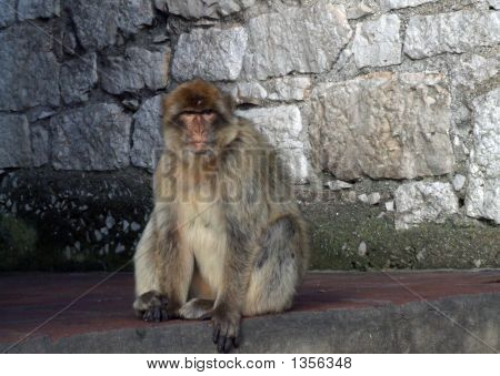 Um macaco de rocha de Gibraltar