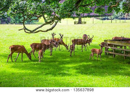 Great Britain Scotland Perthshire Blair Atholl deer in the Blair castle's garden.