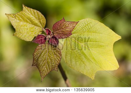 Close up of Oakleaf hydrangea young leaves in Spring