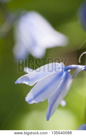 Dew drop on flower of common bluebell Hyacinthoides non-scripta